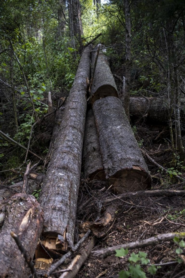 Un paraje deforestado en el municipio de Ocuilan, Edomex. Foto: Eduardo Miranda