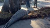 Elefante marino procedente de la Patagonia Argentina aparece en Chiapas