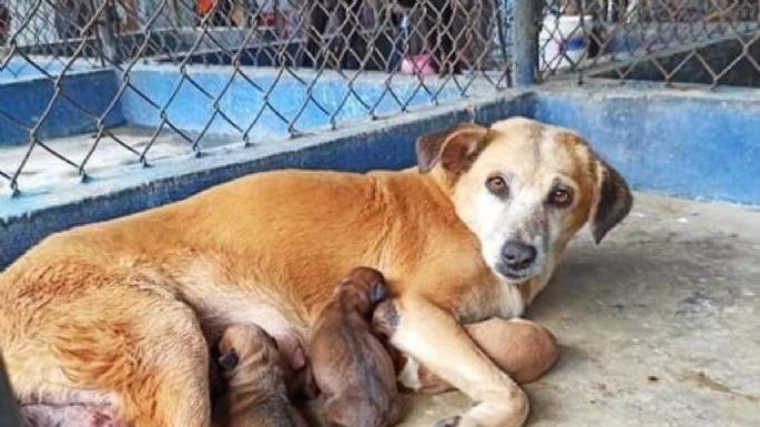 Activistas liberan animales que iban a ser sacrificados en Mérida