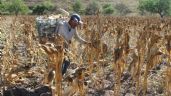 Agroindustrias obstaculizan preservación de biodiversidad maicera: defensores de maíces nativos