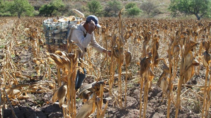 México y EU siguen enfrentados sobre importación de maíz transgénico