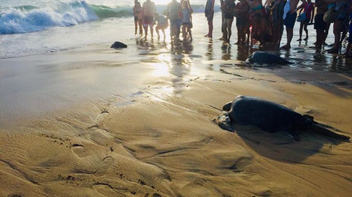 Tortugas de Oaxaca: víctimas de la marea roja, la actividad humana y la falta de recursos