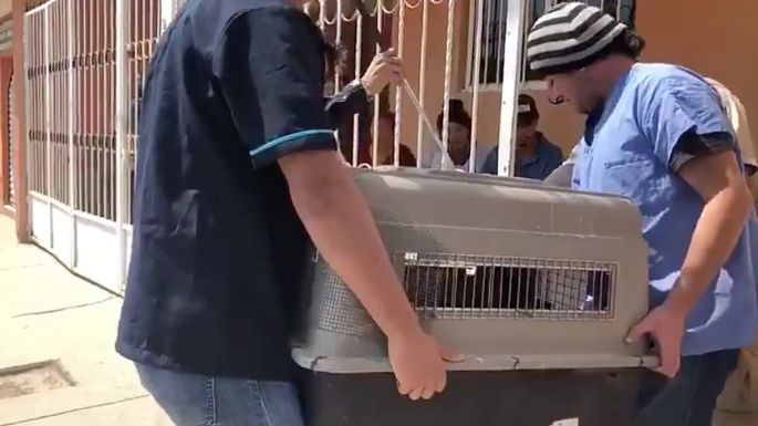 Muere niño de 7 años por ataque de un pitbull en Zapopan