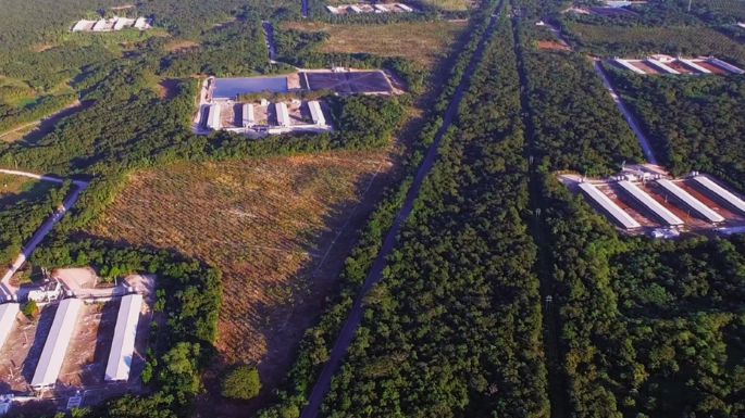 En la Península de Yucatán hay 122 granjas porcícolas en zonas clave para la biodiversidad