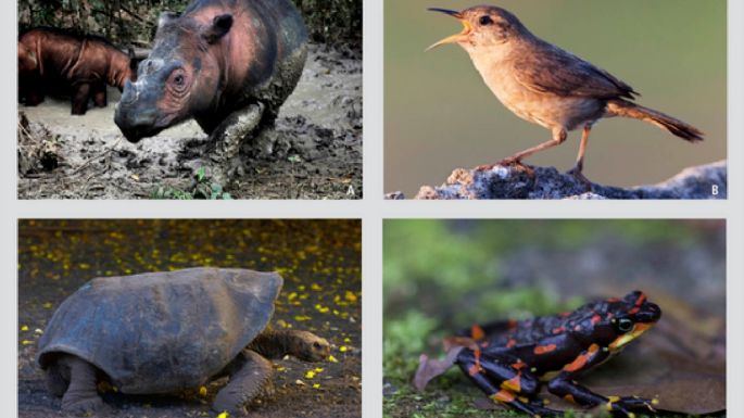 En peligro de extinción, 515 especies de vertebrados