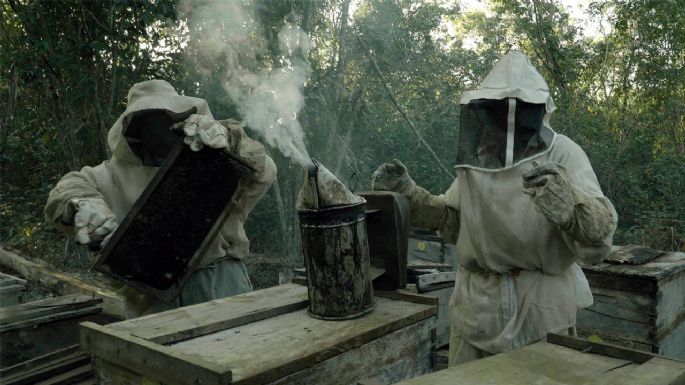 La lucha de los apicultores mayas contra Monsanto