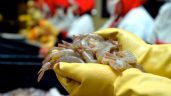 China detecta coronavirus en envases de camarón ecuatoriano