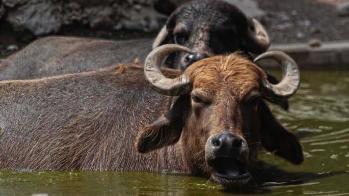 Un análisis genómico revela que muchas especies animales pueden ser vulnerables al covid-19