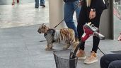 Amonestan a Plaza Antara por cachorro de tigre de bengala