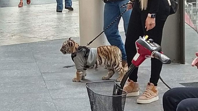 Amonestan a Plaza Antara por cachorro de tigre de bengala