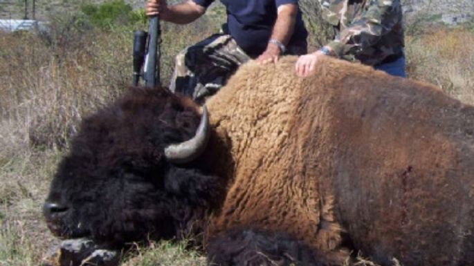 Semarnat investiga imágenes sobre presunta caza de bisontes en Coahuila