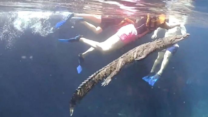 "Panchito", el cocodrilo que se viralizó al nadar junto a turistas en un cenote de Tulum