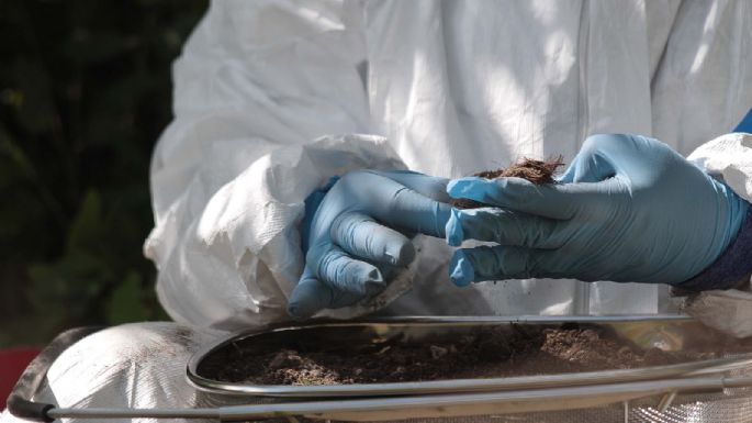 En el gobierno de AMLO se han exhumado 2 mil 395 cuerpos de fosas: CNB