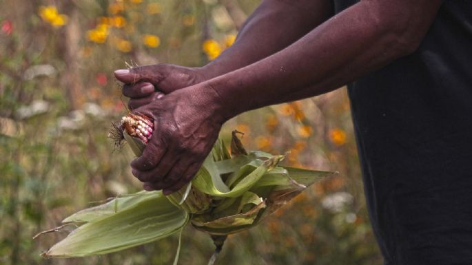 Registro Agrario Nacional negó reconocimiento como comuneras a 39 mujeres chontales de Oaxaca