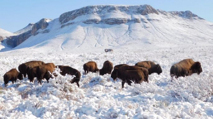 En las planicies de Coahuila, la manada de bisontes que no se había visto en 100 años