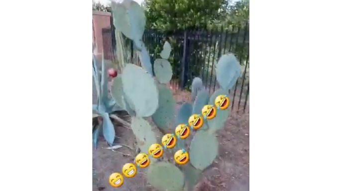 Parecen marranos al comer nopales, dice tiktoker guatemalteco a mexicanos