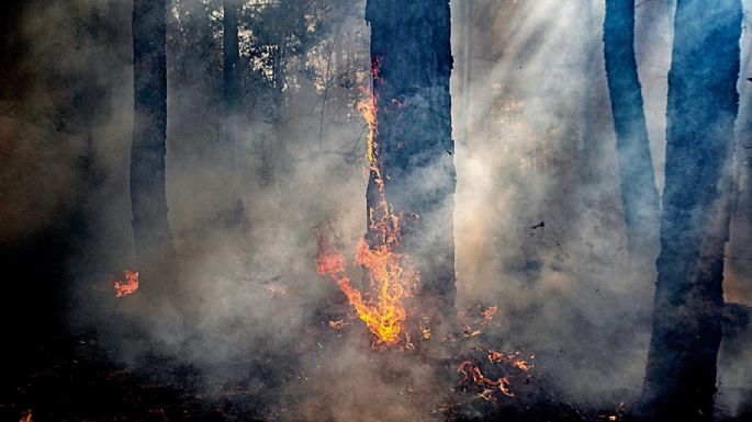 Michoacán: El desastre ambiental del "oro verde"