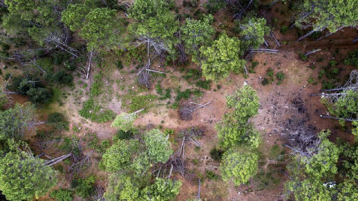 Depredadores del bosque: Paisajes de la deforestación en México