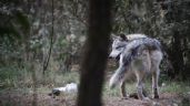 Lobo gris que se había escapado en el Edomex fue capturado gracias a la ayuda de los vecinos