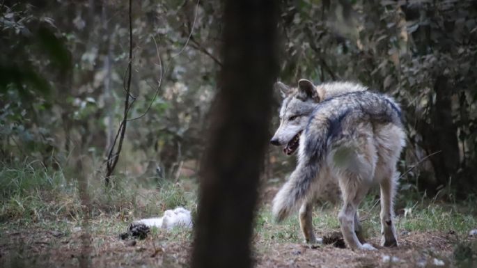 Lobo gris que se había escapado en el Edomex fue capturado gracias a la ayuda de los vecinos
