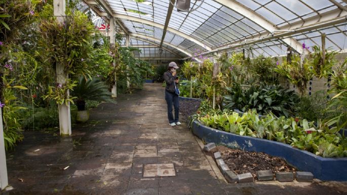 Cultura rechaza afectación del Jardín Botánico por construcción de Pabellón Artístico en Chapultepec