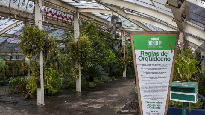 Cultura rechaza afectación del Jardín Botánico por construcción de Pabellón Artístico en Chapultepec