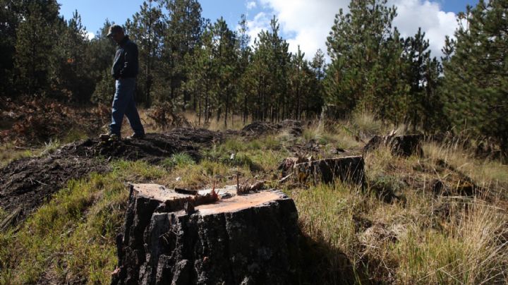 Semarnat detecta 122 zonas críticas forestales, debido a la tala clandestina