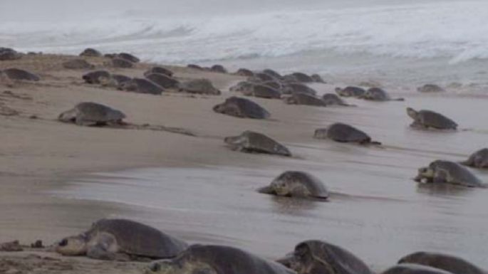 Descubren posible causa de muerte de 300 tortugas marinas golfinas en Oaxaca