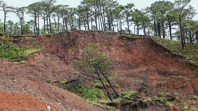 Los Chimalapas: Devastación al amparo de un conflicto territorial*