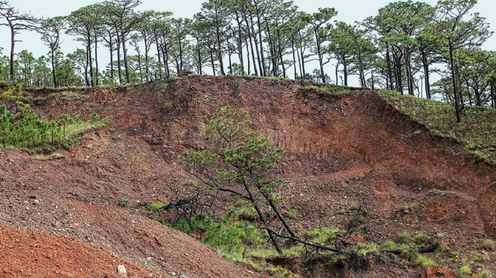 Los Chimalapas: Devastación al amparo de un conflicto territorial*