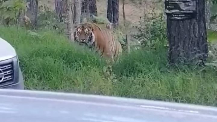 Captan en videos a un tigre de bengala en una carretera de Jalisco