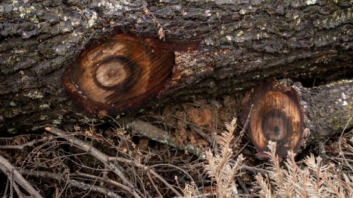 COP26: Depredado por la deforestación, México suscribe acuerdo en defensa de los bosques