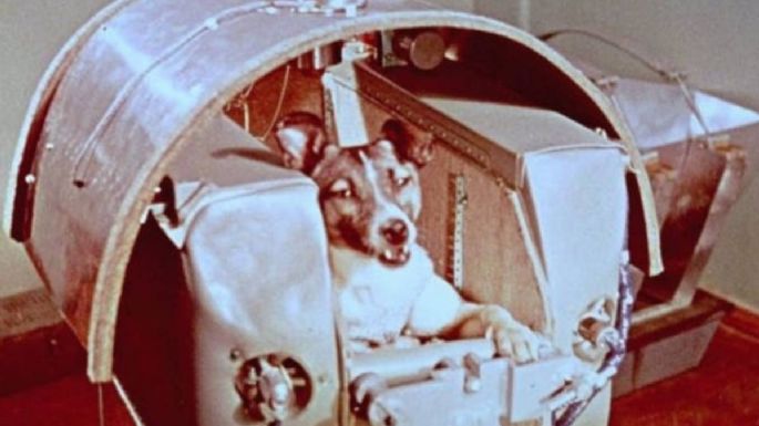 Se cumplen 64 años del primer ser vivo espacial: la perra Laika