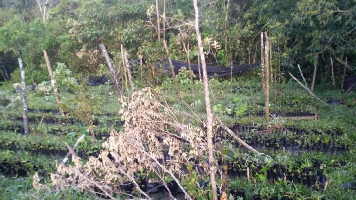 En busca de plantíos de coca, militares destruyen huerto de campesino afiliado a programa de Conafor