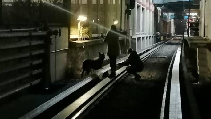 Rescatan a un perro que sobrevivió 20 días escondido entre las vías del Metro