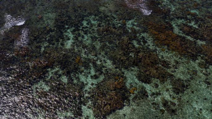 Política gubernamental para proteger manglares y arrecifes es fallida: Oceana
