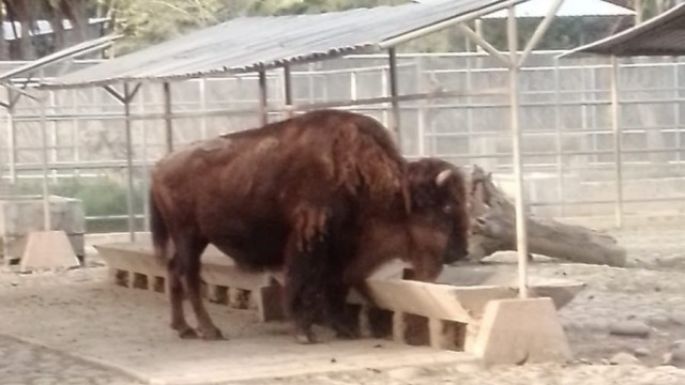 Falleció "La Diabla", la bisonta más longeva del zoológico de Chapultepec