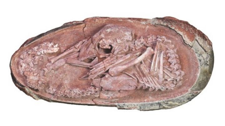 Un embrión de dinosaurio perfectamente conservado fue hallado en China