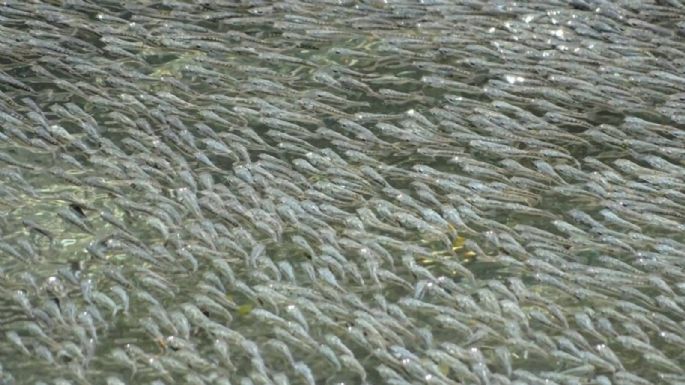 Pequeños peces en México espantan a sus depredadores creando olas