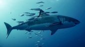 Muere un surfista por el ataque de un tiburón blanco