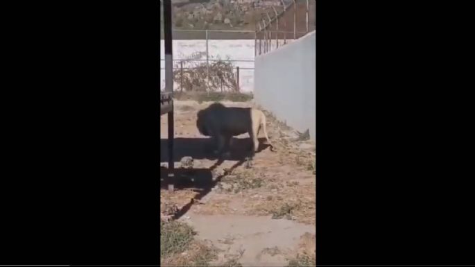 Un león adulto devora a una cría frente a visitantes del Tuzoofari; denuncian negligencia