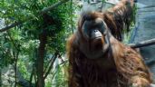 Murió el orangután "Toto", uno de los más queridos habitantes del Zoológico de Chapultepec