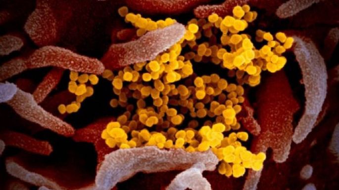 Variante británica del coronavirus “va a barrer el mundo, con toda probabilidad”: Genomics UK