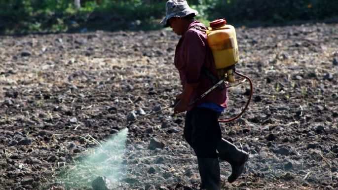 Monsanto presionó a AMLO para revertir su pretensión de prohibir el uso del glifosato: The Guardian