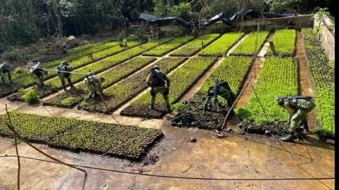 Entre huertos de café y plátano, hallado un plantío de hoja de coca y ...