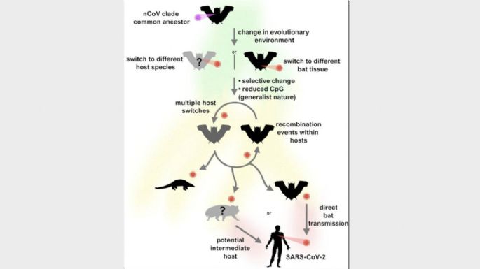 El coronavirus saltó de los murciélagos a los humanos sin grandes cambios: estudio