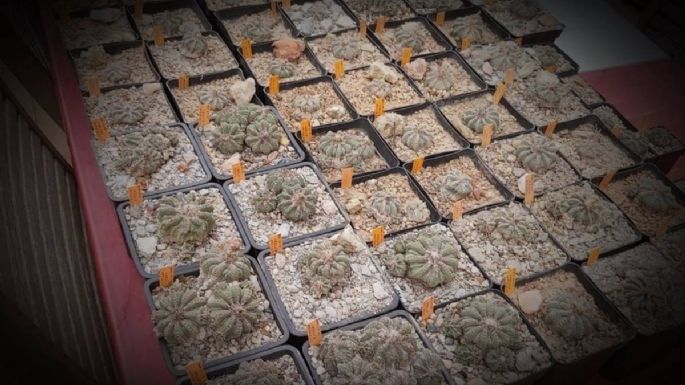 Hasta 500 cactus mexicanos en peligro de extinción llegan al Real Jardín Botánico Juan Carlos I