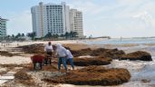 “Alarmante”, la cantidad de sargazo que podría llegar a costas del Caribe: Semar