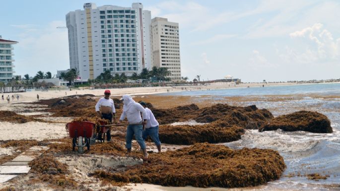 “Alarmante”, la cantidad de sargazo que podría llegar a costas del Caribe: Semar