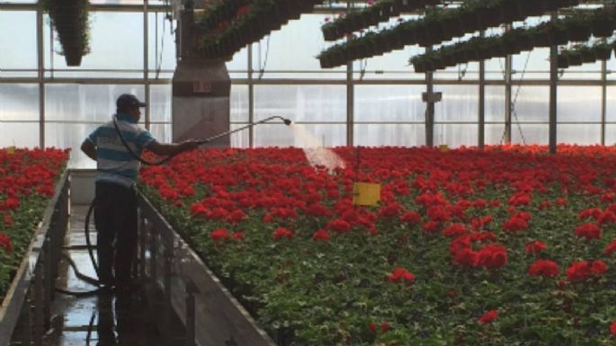 Canadá aplica a trabajadores agrícolas mexicanos vacuna anti covid-19